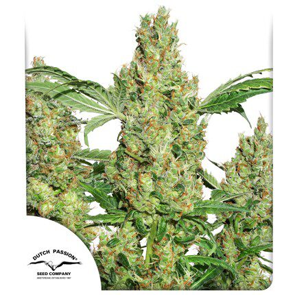 Power Plant Fem — Dutch Passion