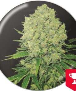 Prozack — Medical Seeds