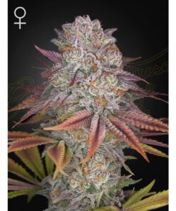 Pulp Friction Fem — Green House