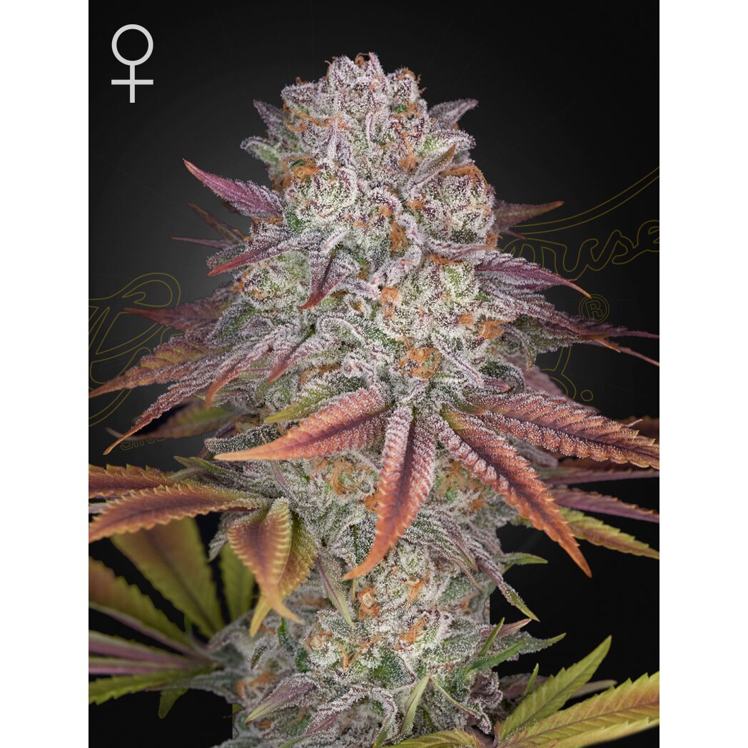 Pulp Friction Fem — Green House