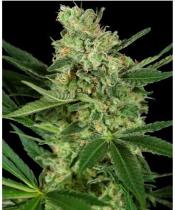 Pumpkin Spice Fem — Sensi Seeds