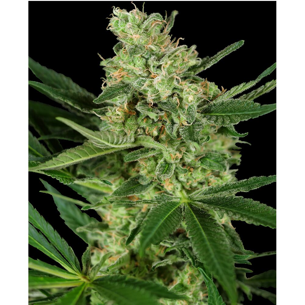 Pumpkin Spice Fem — Sensi Seeds