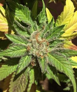 Pure Kush Cookies Fem — Mamiko