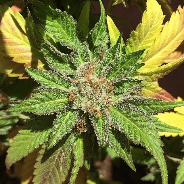 Pure Kush Cookies Fem — Mamiko