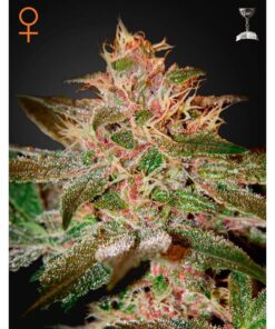 Pure Kush Fem. — Green House