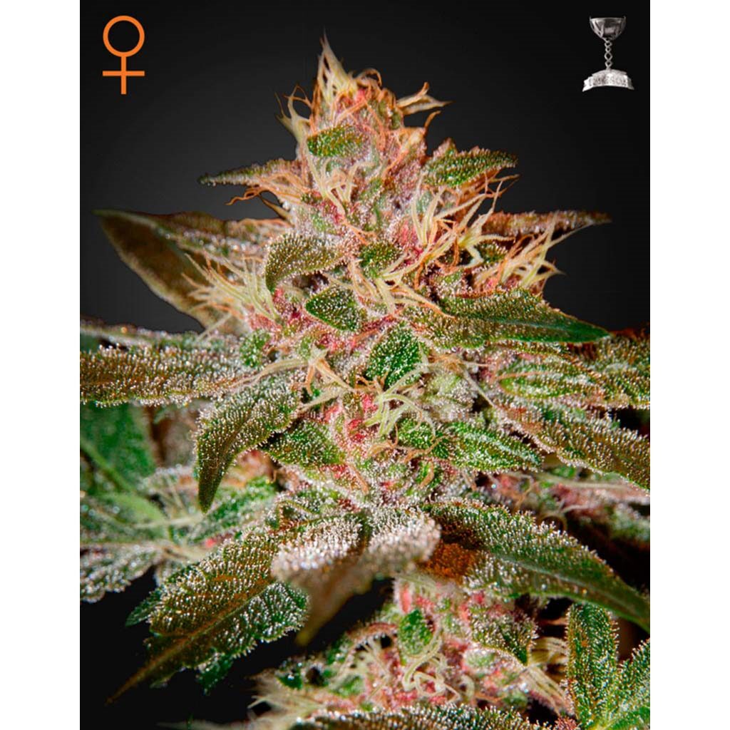Pure Kush Fem. — Green House