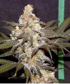 Pure Power Plant Fem. — Professional Seeds