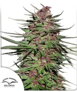 Purple #1 Fem — Dutch Passion