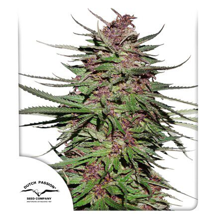 Purple #1 Fem — Dutch Passion
