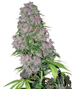 Purple Bud Auto — Sensi White Label