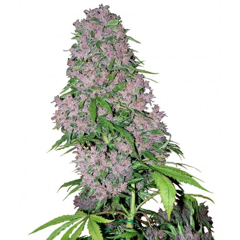 Purple Bud Auto — Sensi White Label