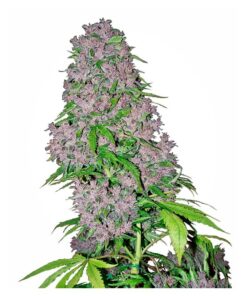 Purple Bud Fem — Sensi White Label