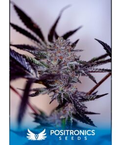 Purple Cherry Auto — Positronics