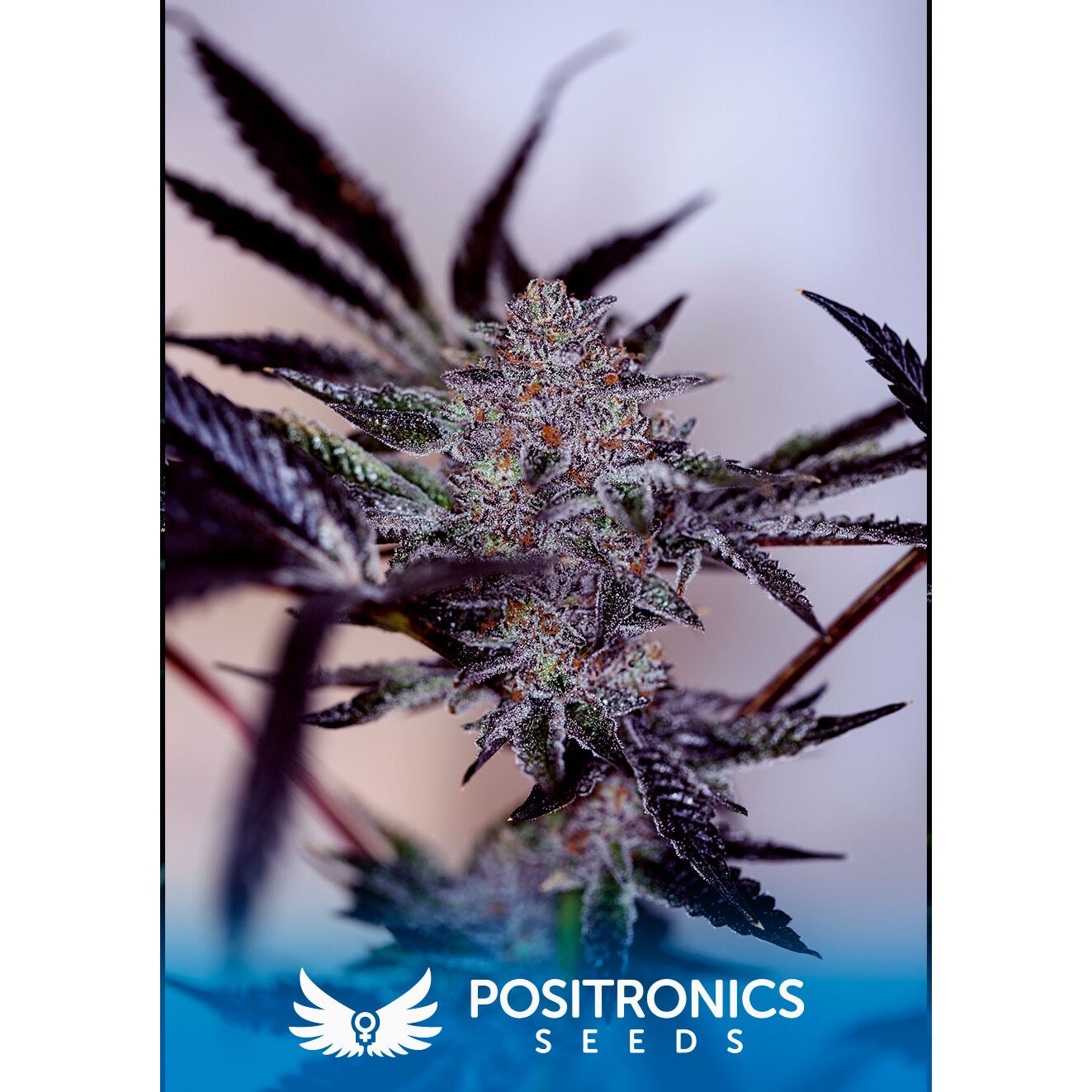 Purple Cherry Auto — Positronics