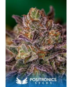 Purple Cherry Fem — Positronics
