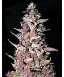 Purple Glam Kush Fem — Bulk Seeds