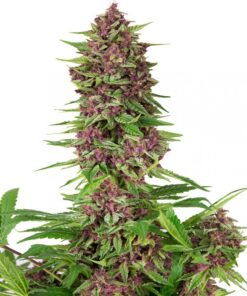 Purple Kush Fem — Buddha Seeds