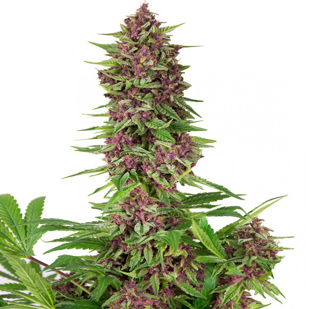 Purple Kush Fem — Buddha Seeds Purple Kush Fem — Buddha Seeds