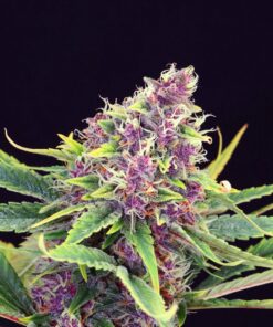 Purple Kush Fem — Kannabia Seeds