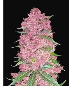 Purple Lemonade Fast Flowering Fem — FastBuds Seeds