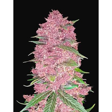 Purple Lemonade Fast Flowering Fem — FastBuds Seeds