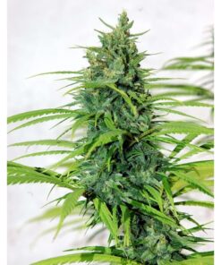 Purple Mexican Fem — Cannabiogen Seeds