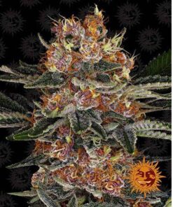 Purple Punch Auto — Barney's Farm