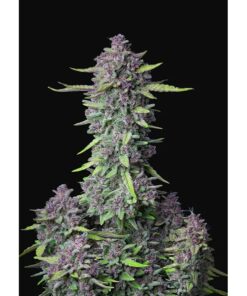 Purple Punch Auto — FastBuds Seeds