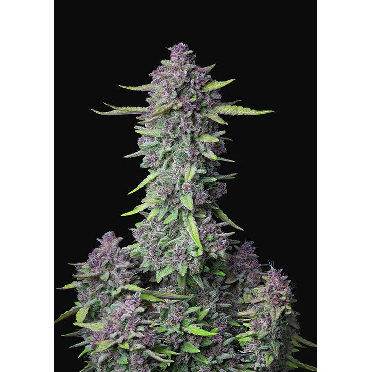 Purple Punch Auto — FastBuds Seeds