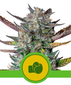 Purple Punch Auto USA Premium — Royal Queen