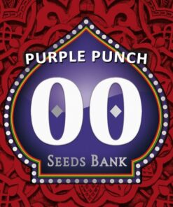 Purple Punch Fem — 00 Seeds