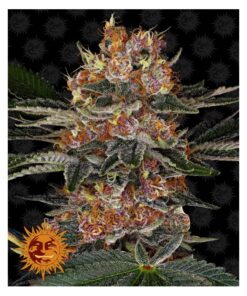 Purple Punch Fem — Barney's Farm