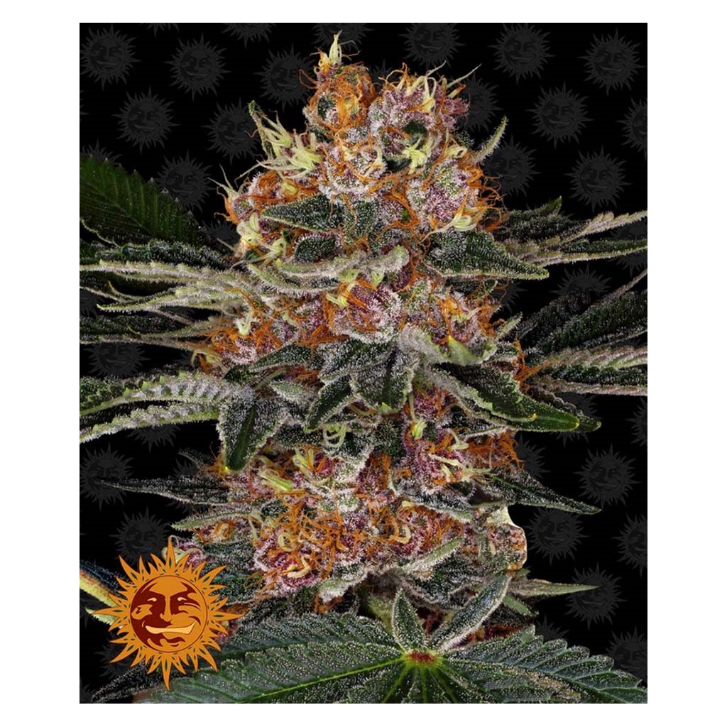 Purple Punch Fem — Barney's Farm