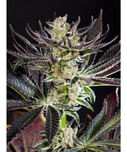 Purple Punch x Do-Si-Dos Fem — Philosopher Seeds
