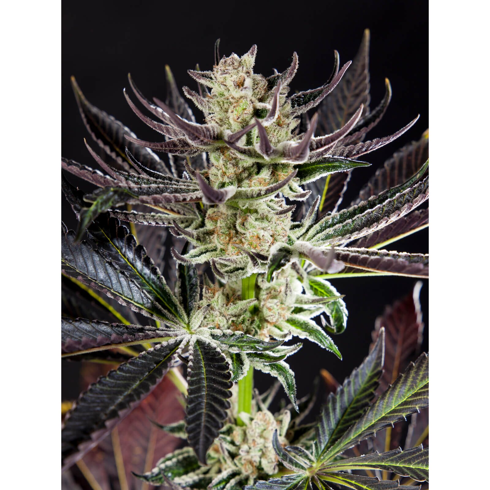 Purple Punch x Do-Si-Dos Fem — Philosopher Seeds
