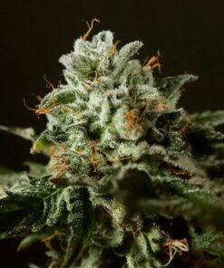 Purple Punch x Larry OG Fem — Tramuntana Seeds