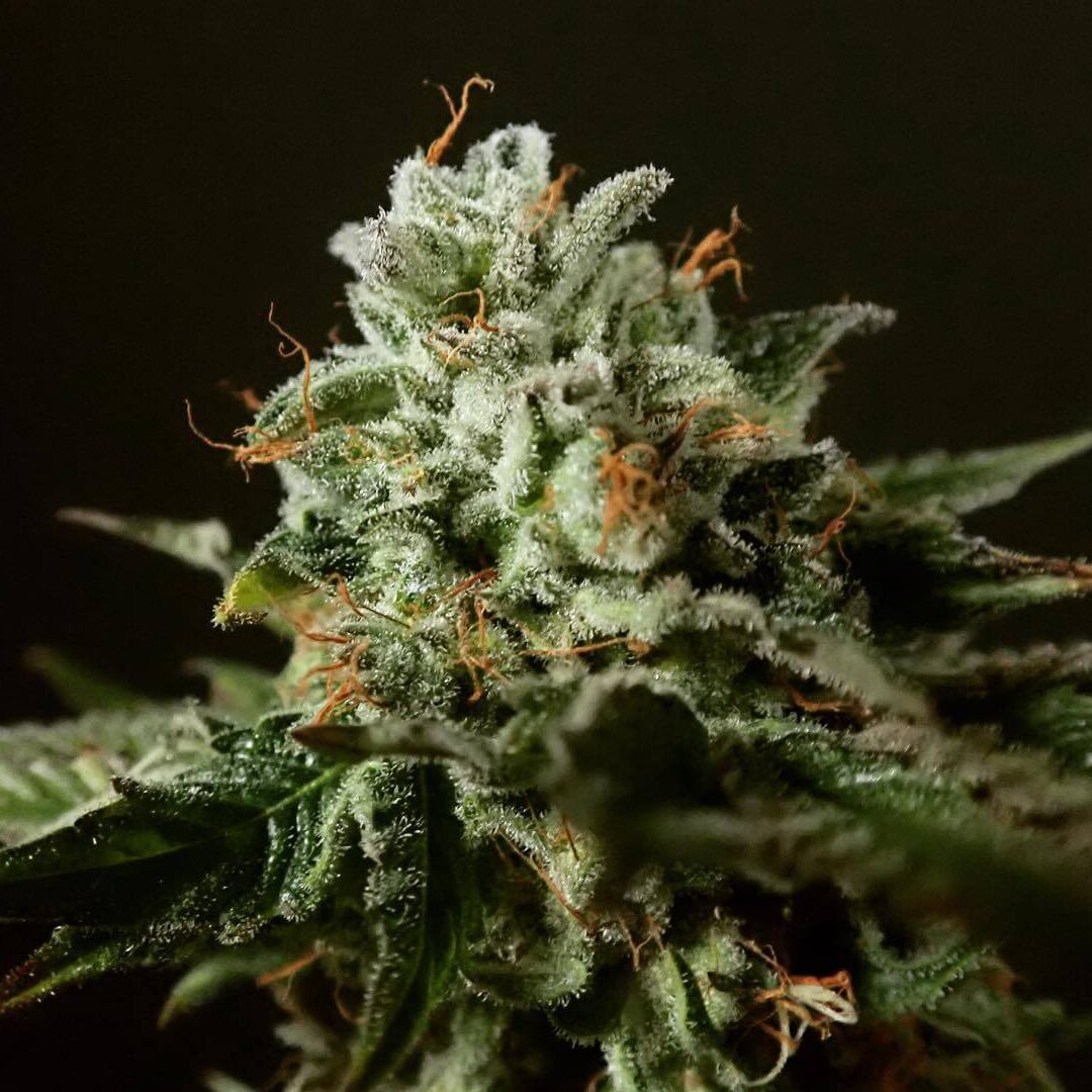 Purple Punch x Larry OG Fem — Tramuntana Seeds