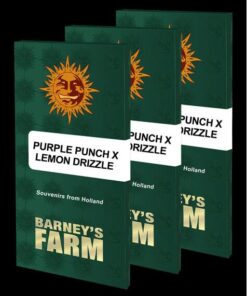 Purple Punch x Lemon Drizzle Fem — Barney's Farm
