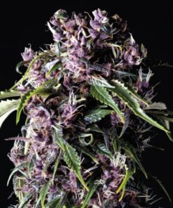 Purple — Pyramid Seeds