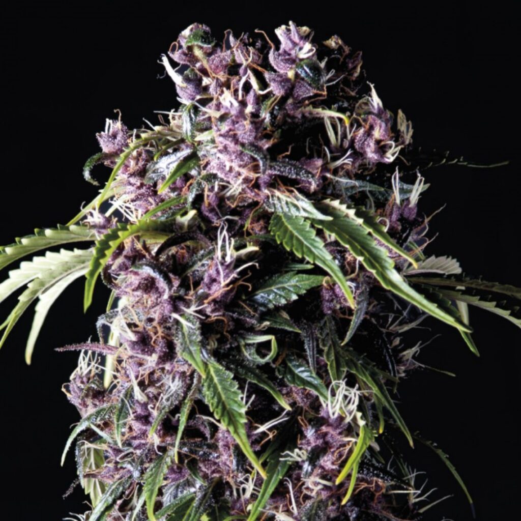 Purple — Pyramid Seeds