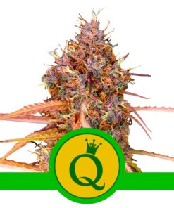 Purple Queen Auto USA Premium — Royal Queen