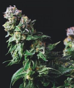 Purple Urkle — Pyramid Seeds