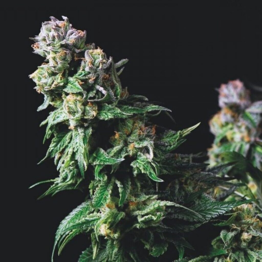 Purple Urkle — Pyramid Seeds