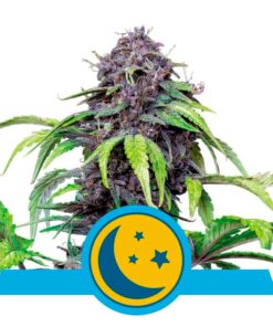 Purplematic CBD Fem — Royal Queen