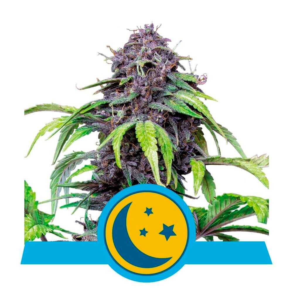 Purplematic CBD Fem — Royal Queen