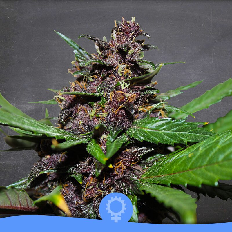 Purpura Auto — La Semilla Automática