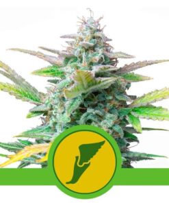 Quick One Auto — Royal Queen