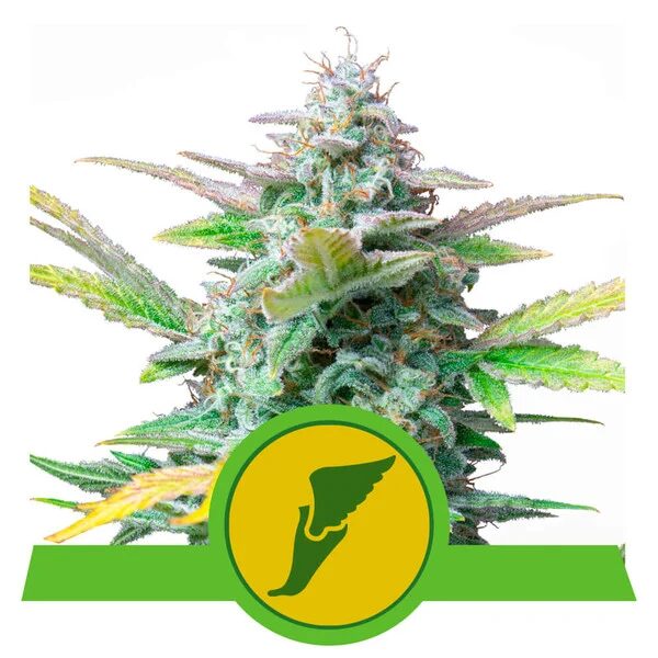 Quick One Auto — Royal Queen