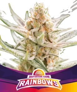 Rainbows — BSF Seeds