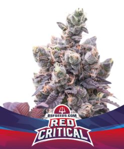 Red Critical Auto — BSF Seeds
